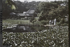 Japon, Yokohama, Paysage à Sankei-en