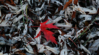 Abe Rábade Trío | Presentación disco